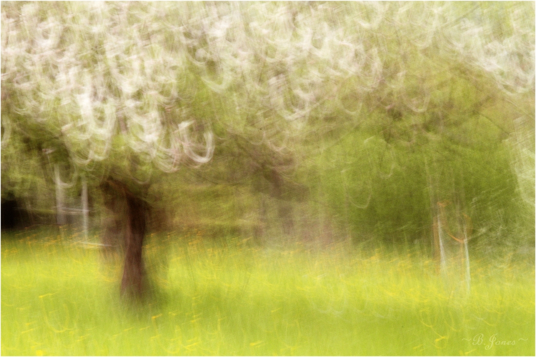 Frühling in den Obstwiesen