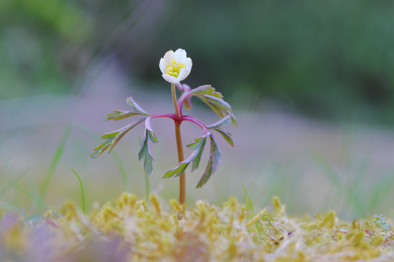 Anemone nemorosa
