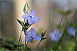 Frühling im Wald