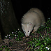 Weißer Dachs, Leuzismus, White Badger