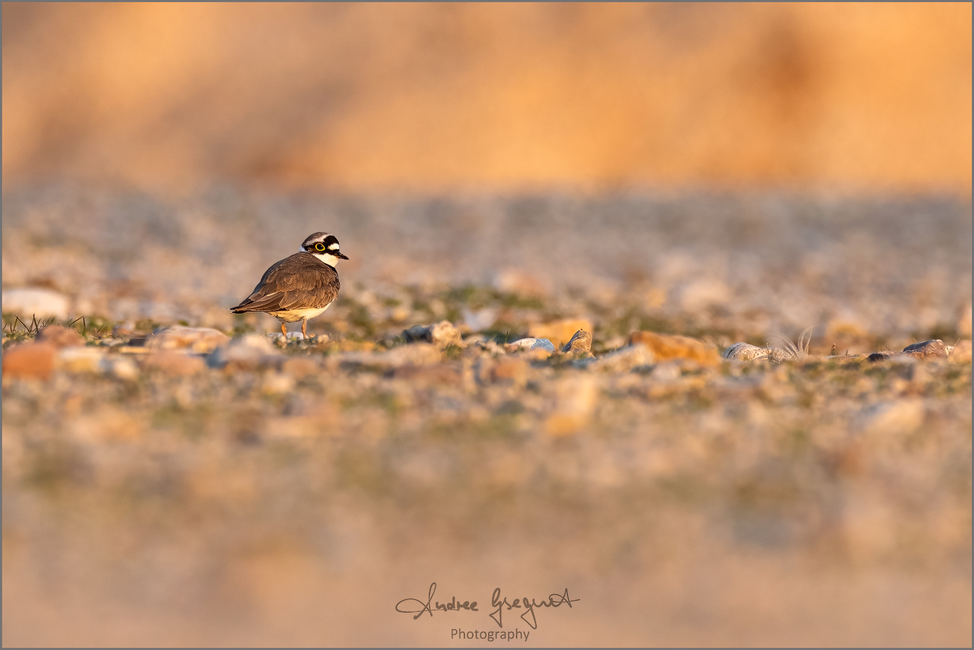 Flusregenpfeifer in der Abendsonne