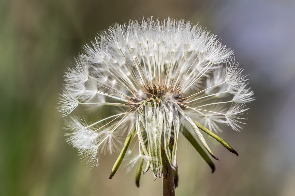 Pusteblume