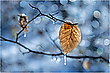 Winterbuche