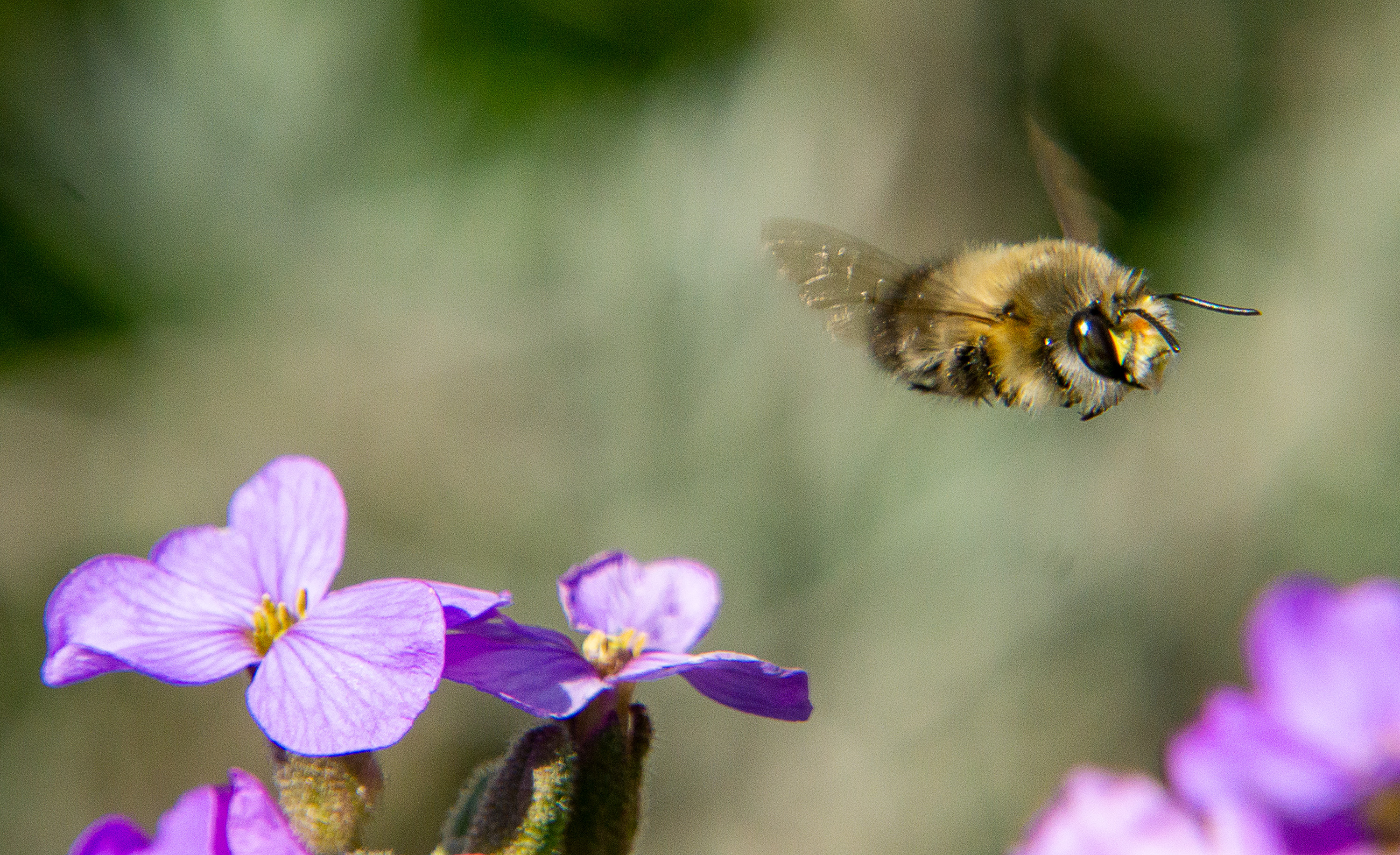 Biene im Anflug