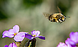 Biene im Anflug