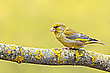 Yellow ...
