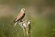 Turmfalke