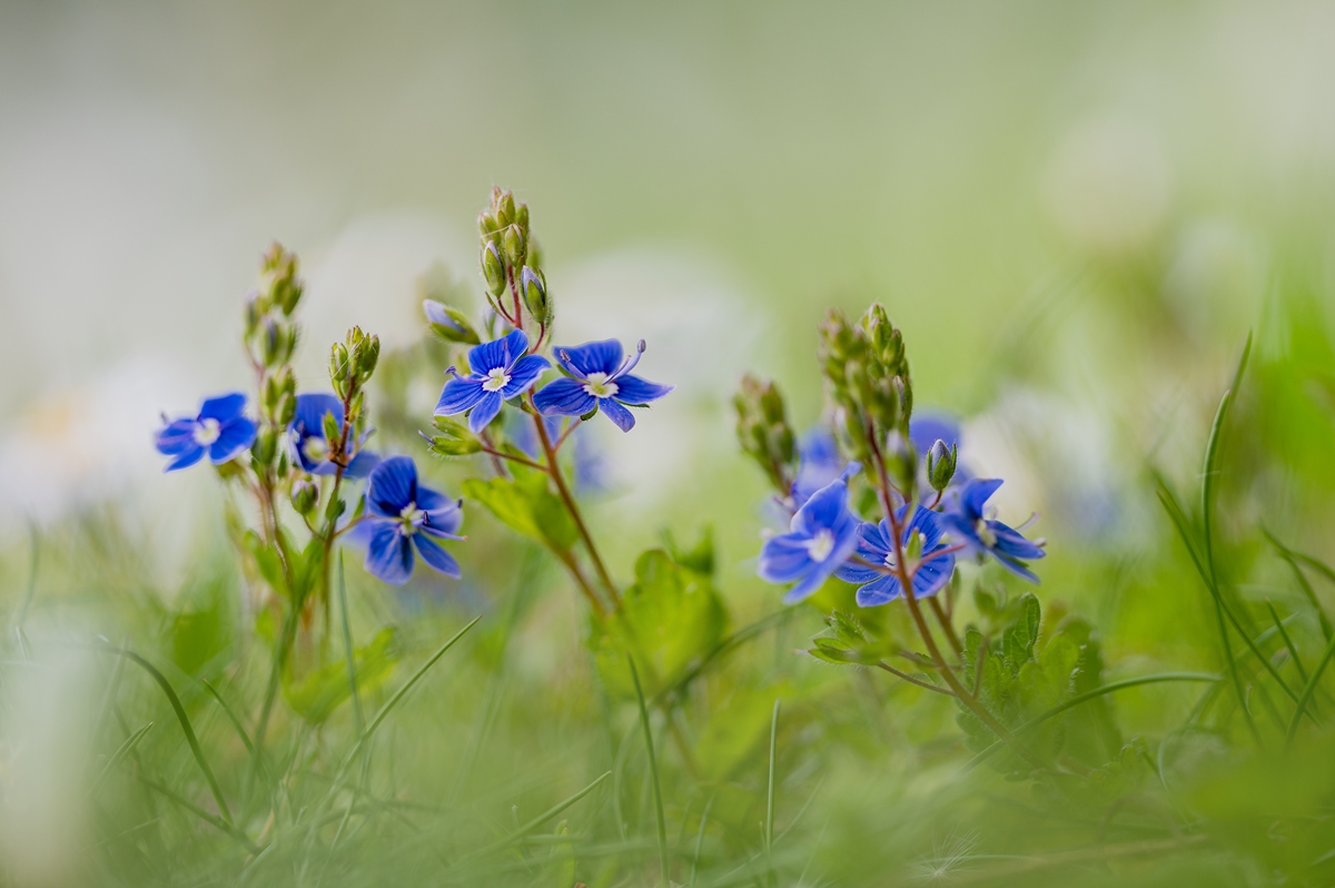 Gamander-Ehrenpreis (Veronica chamaedrys)
