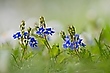 Gamander-Ehrenpreis (Veronica chamaedrys)