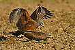 Auf`m Acker