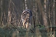 Wolf (Canis lupus)