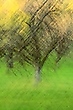 Wischer vom Obstwiesenbaum