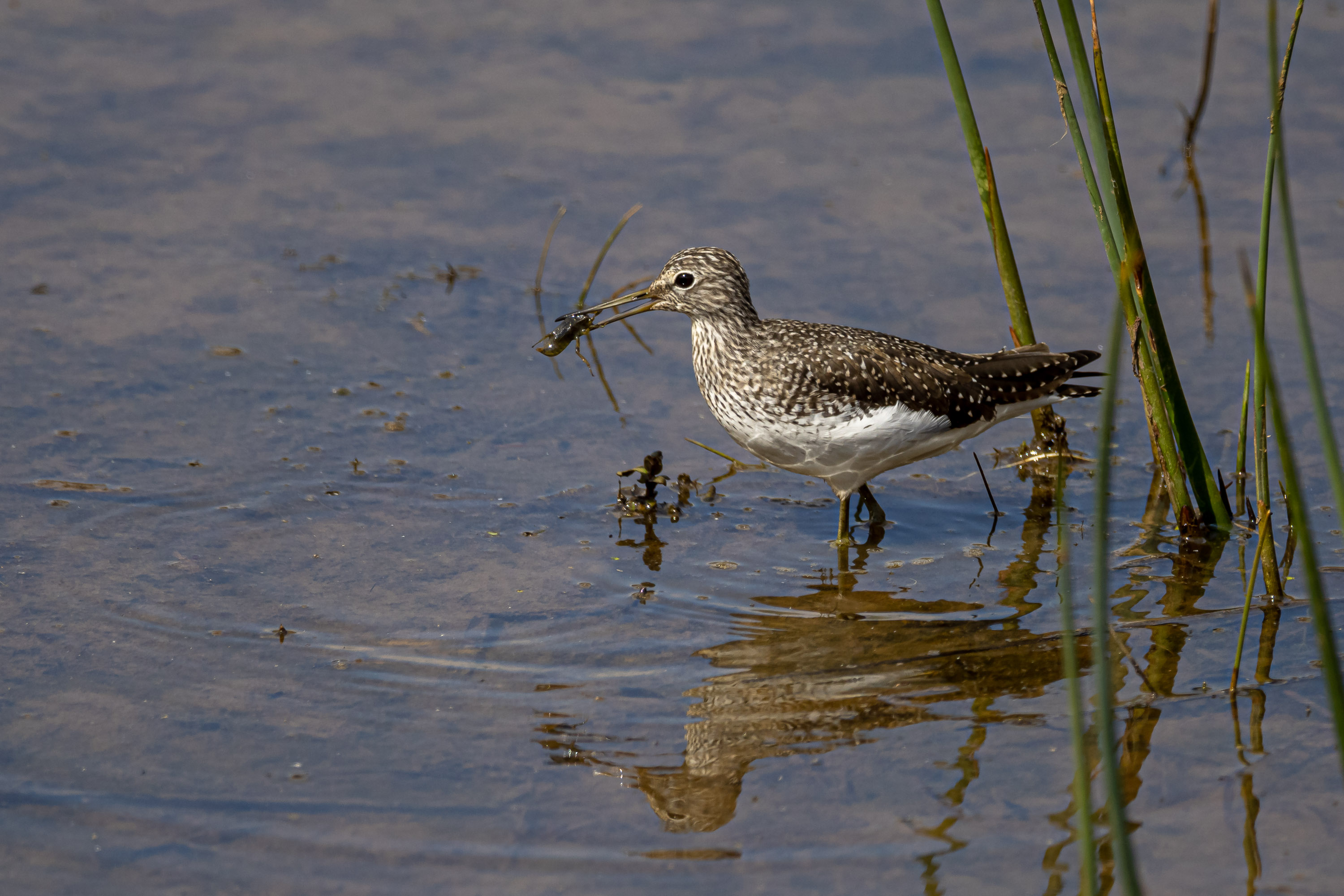 Waldwasserläufer mit Beute