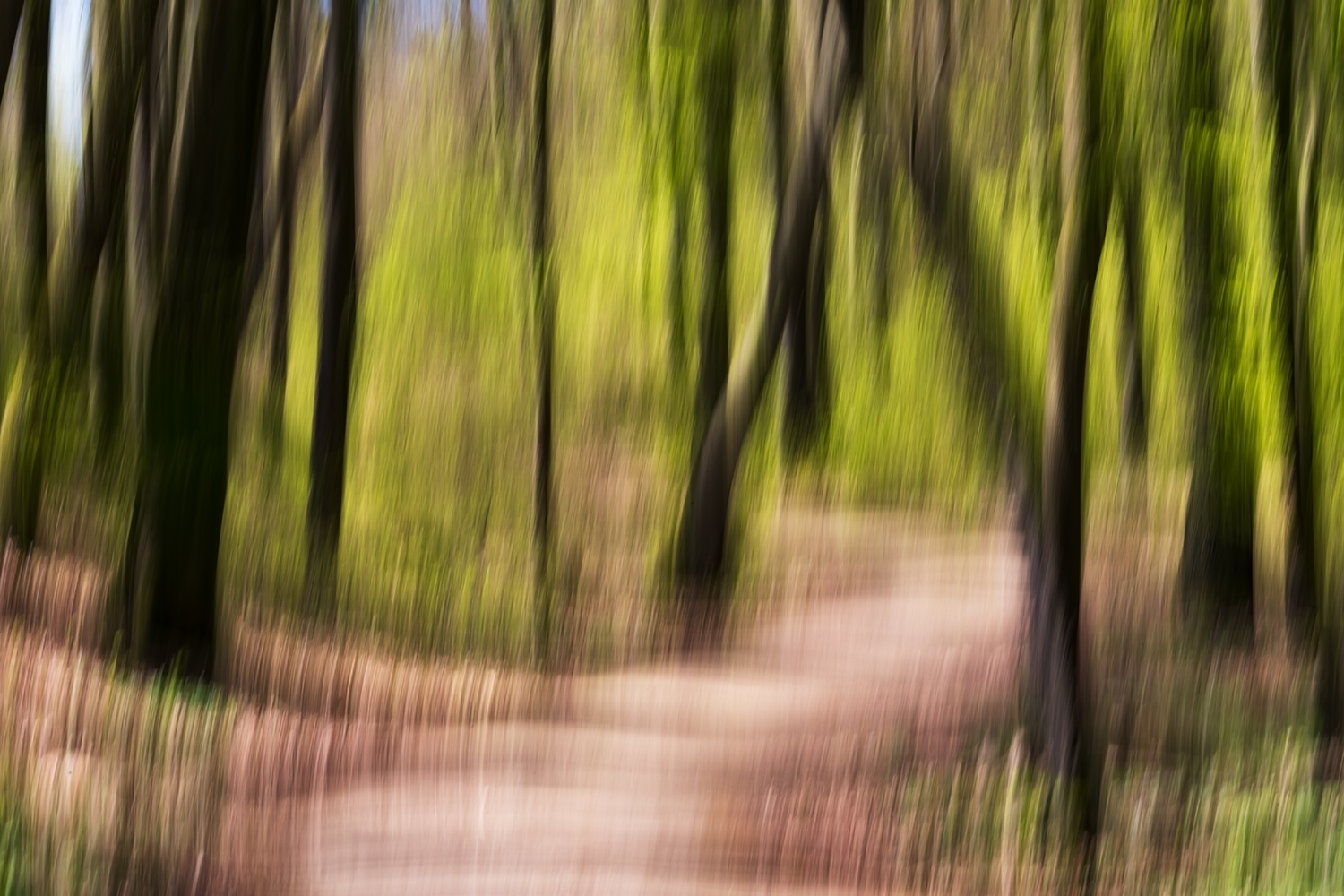 Frisches Grün im Buchenwald