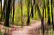 Frisches Grün im Buchenwald