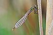 03/2021 (W) Frühe Adonislibelle