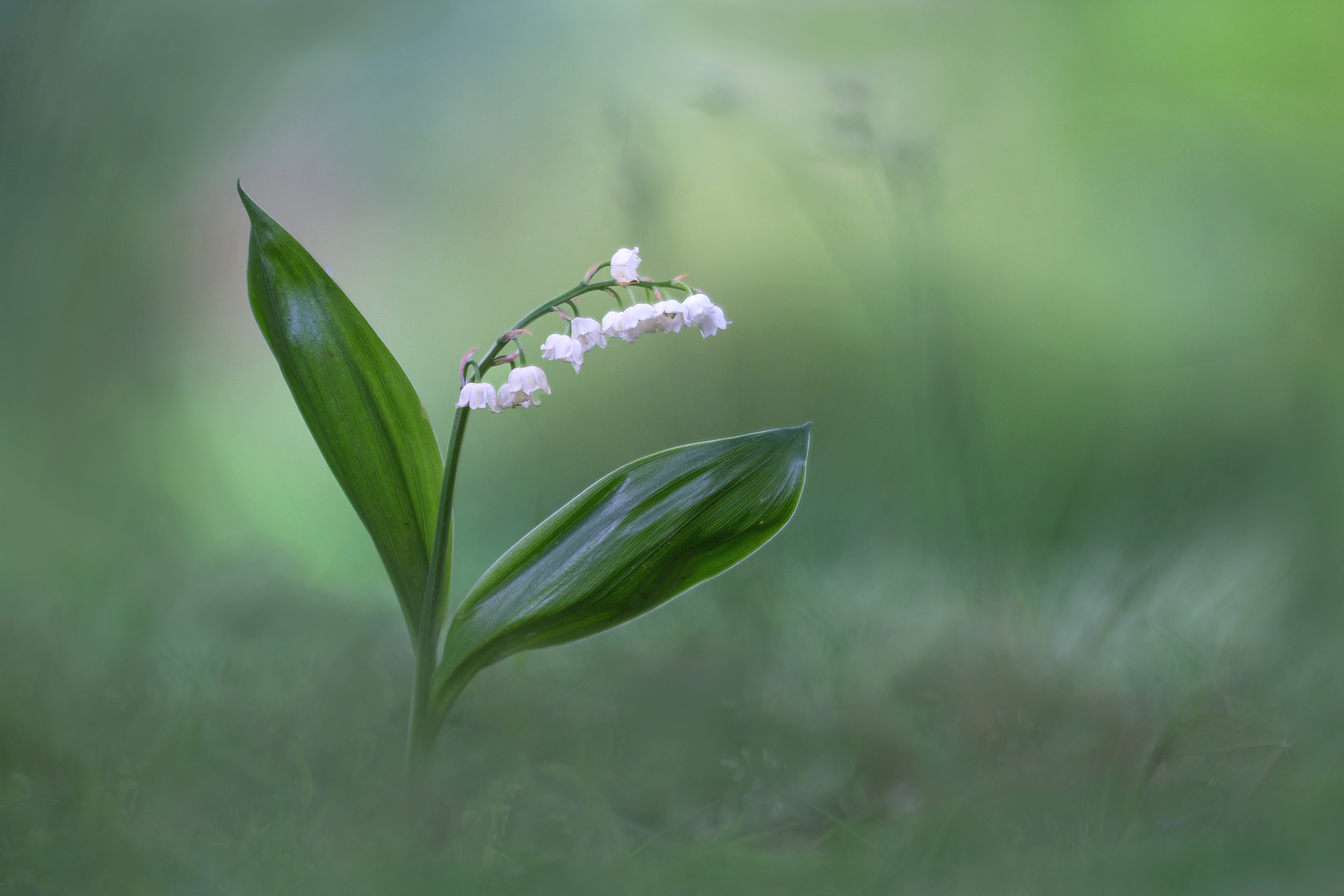 Ich wünsche Euch einen schönen 1.Mai (Forum für Naturfotografen)