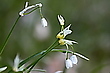 "Wunderlauch"