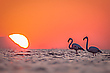 Flamingos zum Sonnenaufgang