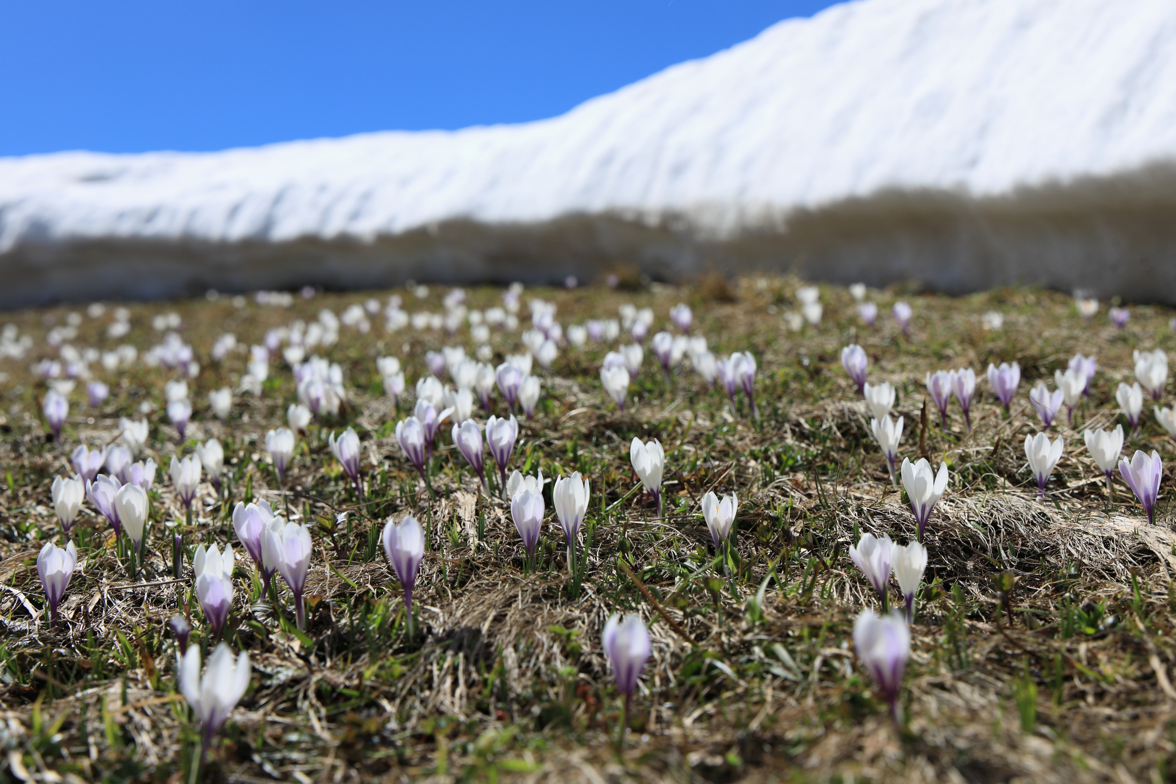 Bergfrühling II