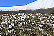Bergfrühling II