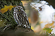 Steinkauz im Herbstlaub