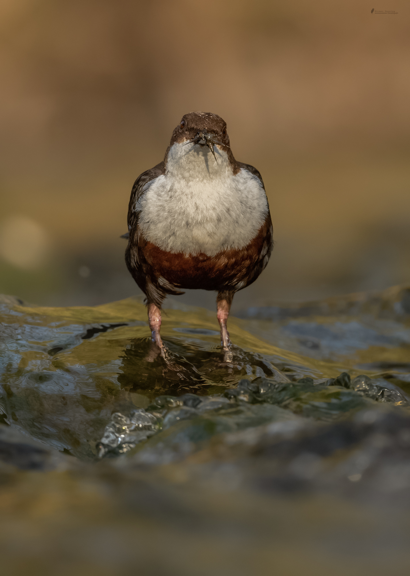 Wasseramsel