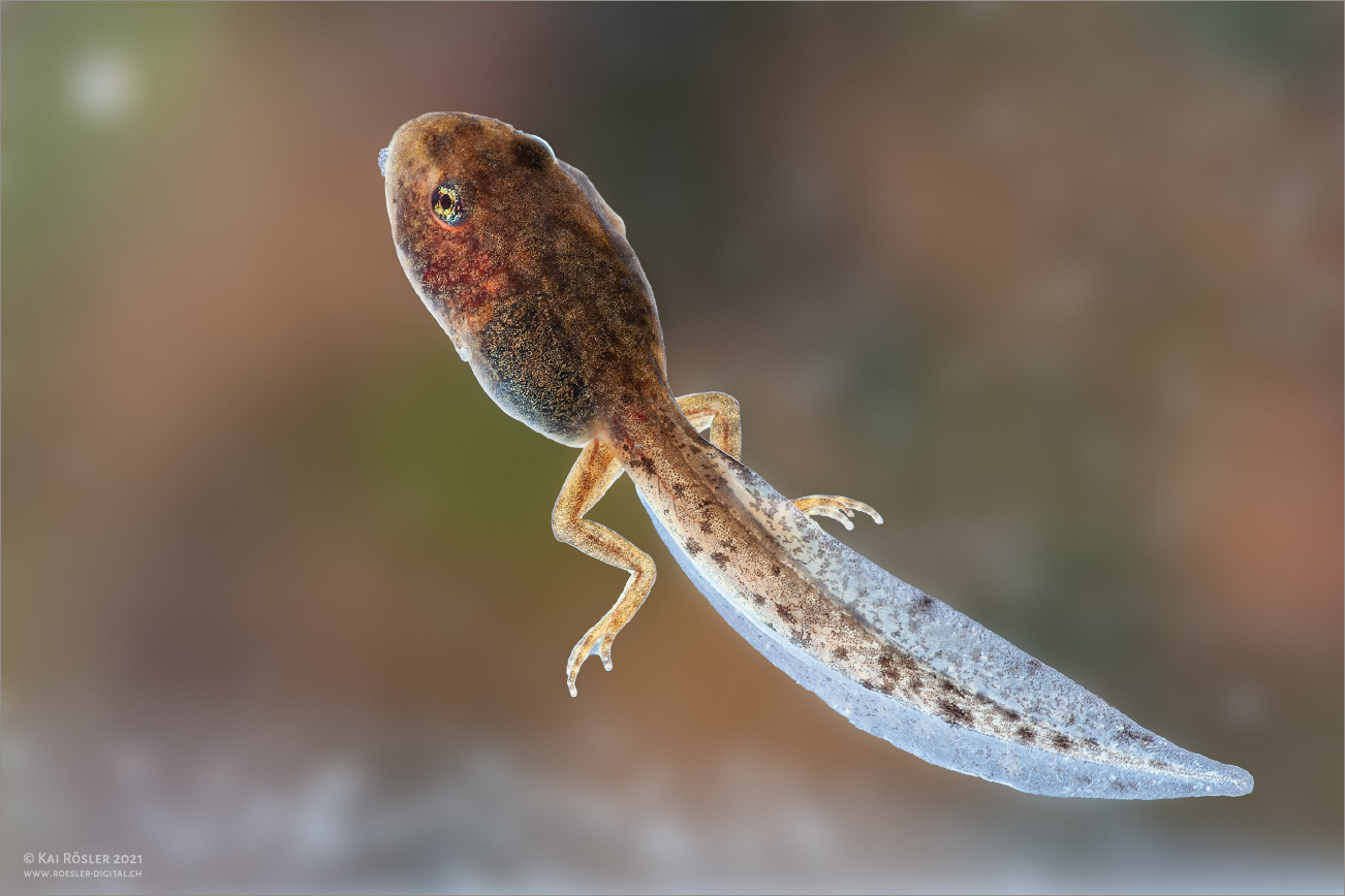 Frosch in spe ... (Forum für Naturfotografen)