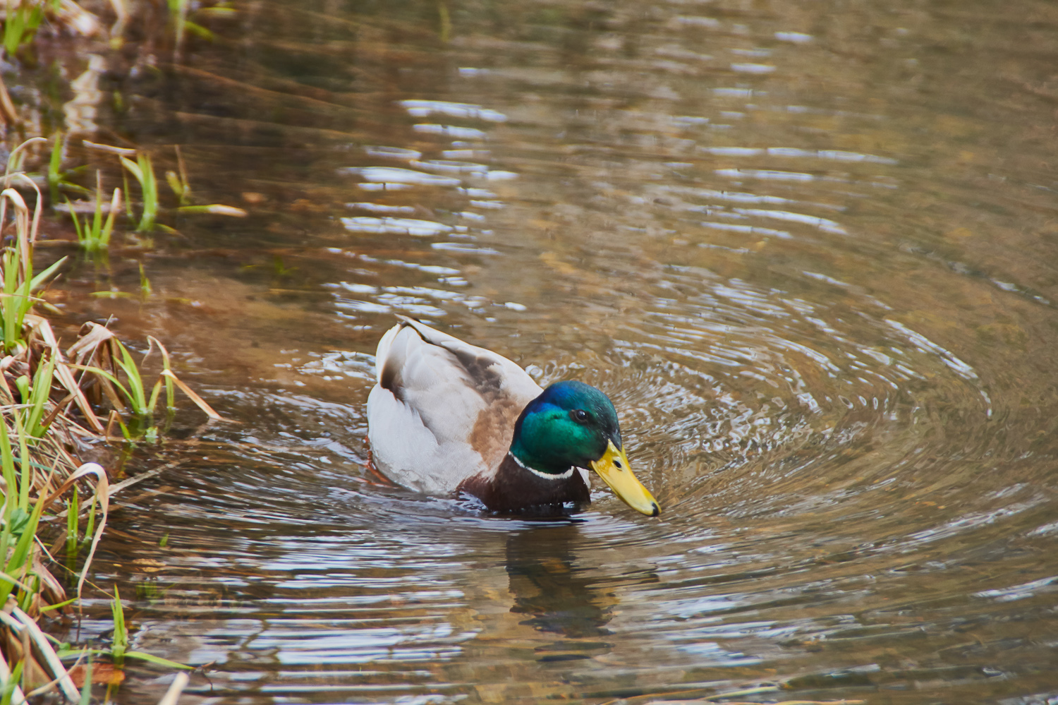 Die kleine Stockente...