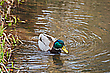 Die kleine Stockente...