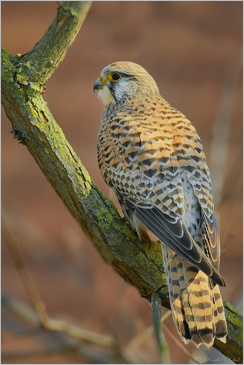 Turmfalke (Falco tinnunculus)