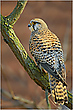 Turmfalke (Falco tinnunculus)