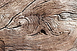 Ein Holzgeist