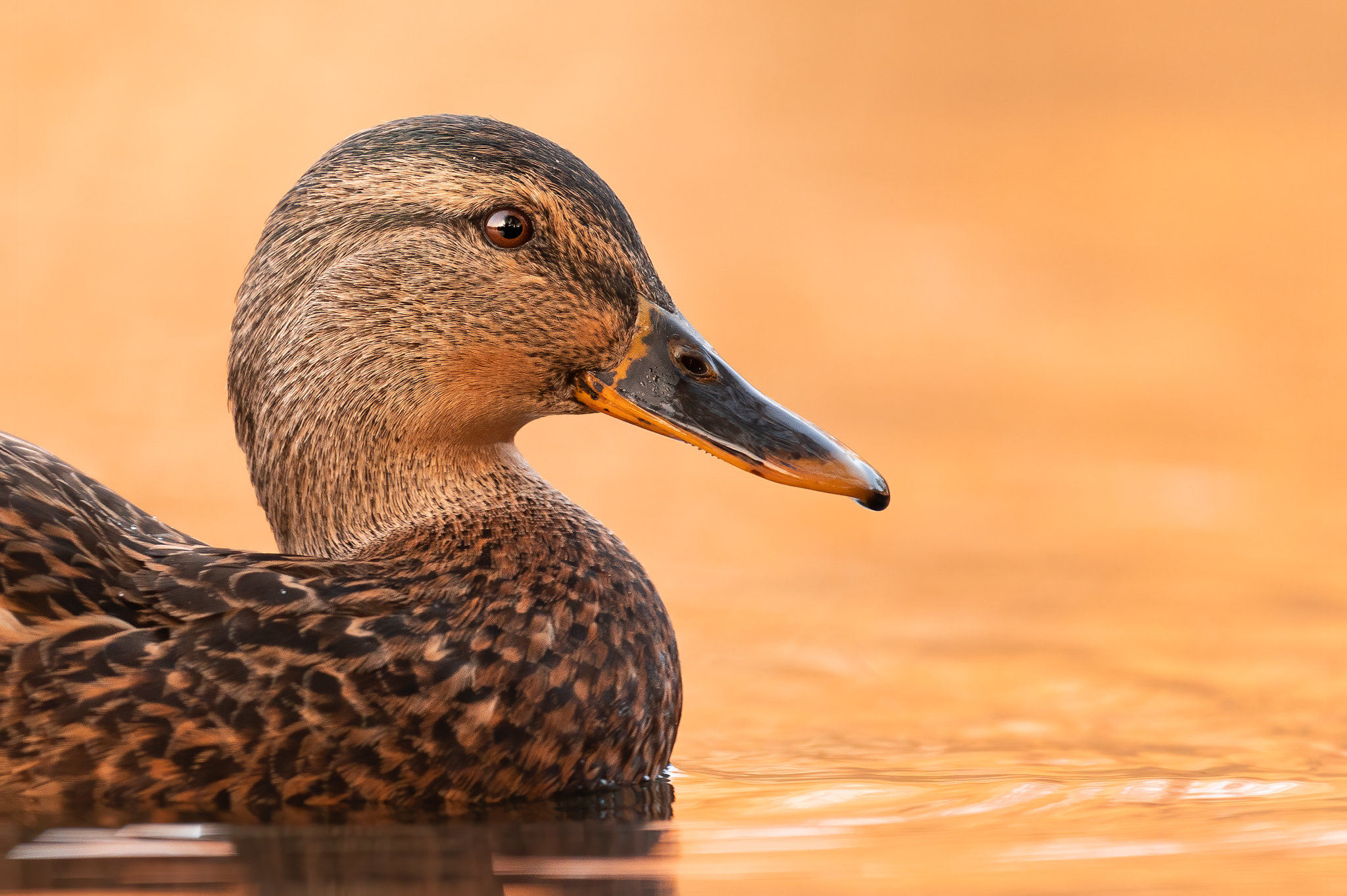 Ente im Abendlicht