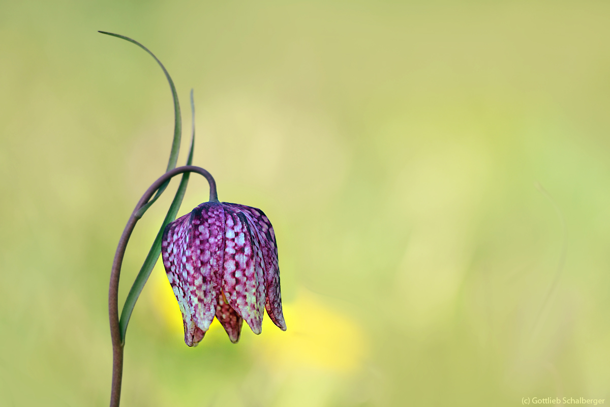 Fritillaria