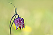 Fritillaria