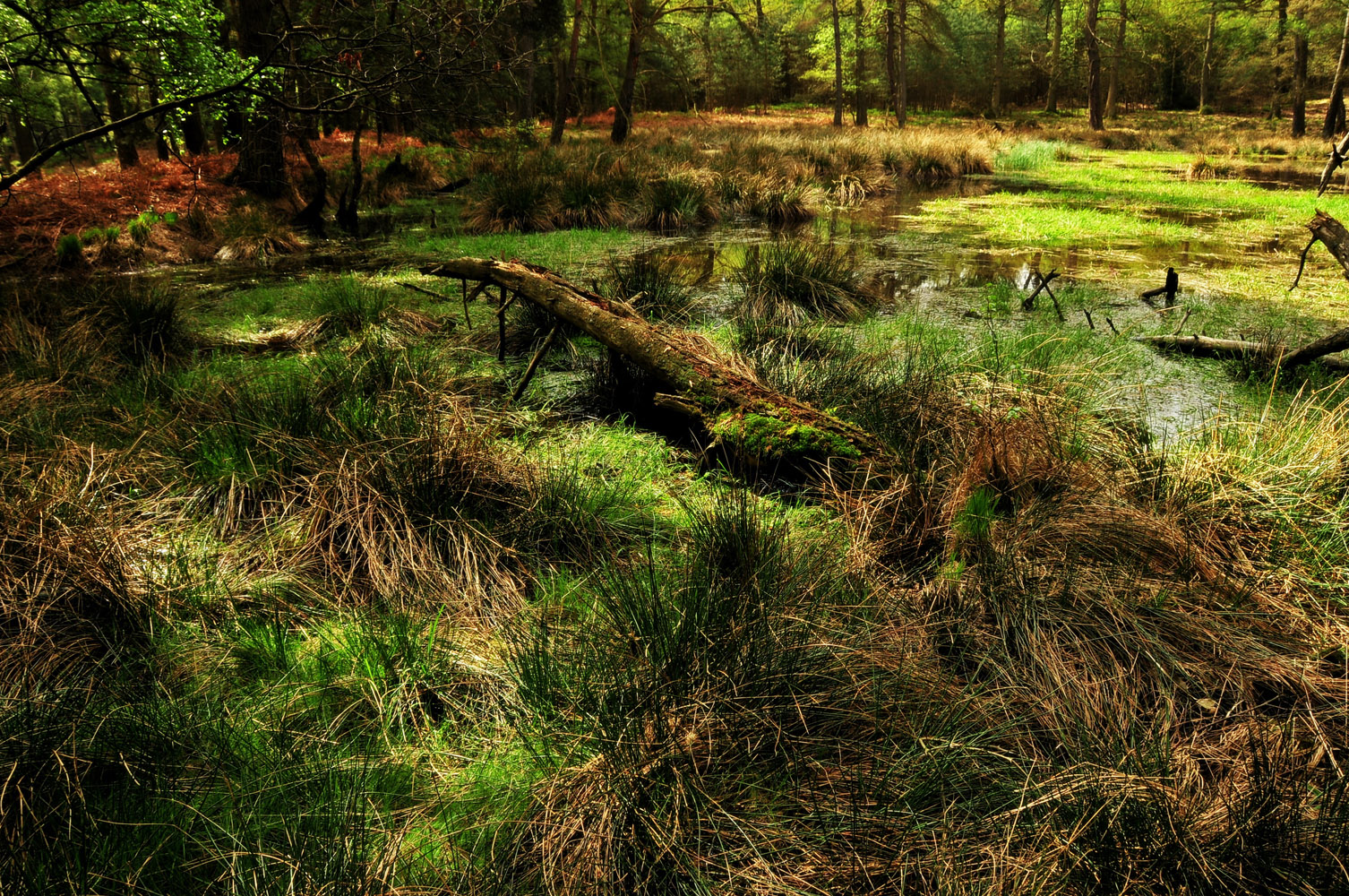 Ein Weiher im tiefen Wald