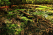Ein Weiher im tiefen Wald