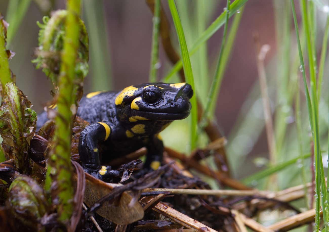 Feuersalamander