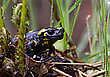 Feuersalamander