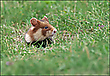 *Hamsterchen*