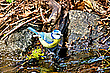 Blaumeise