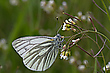 Aurorafalter (Seite B)