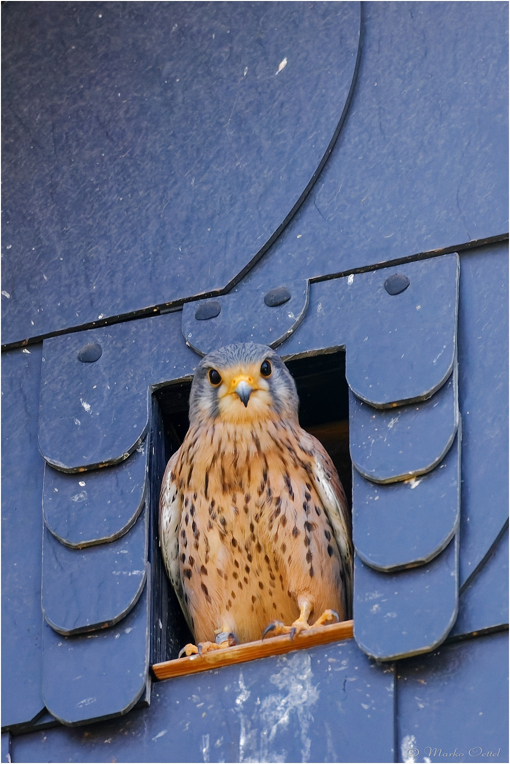 Turmfalke (Falco tinnunculus)