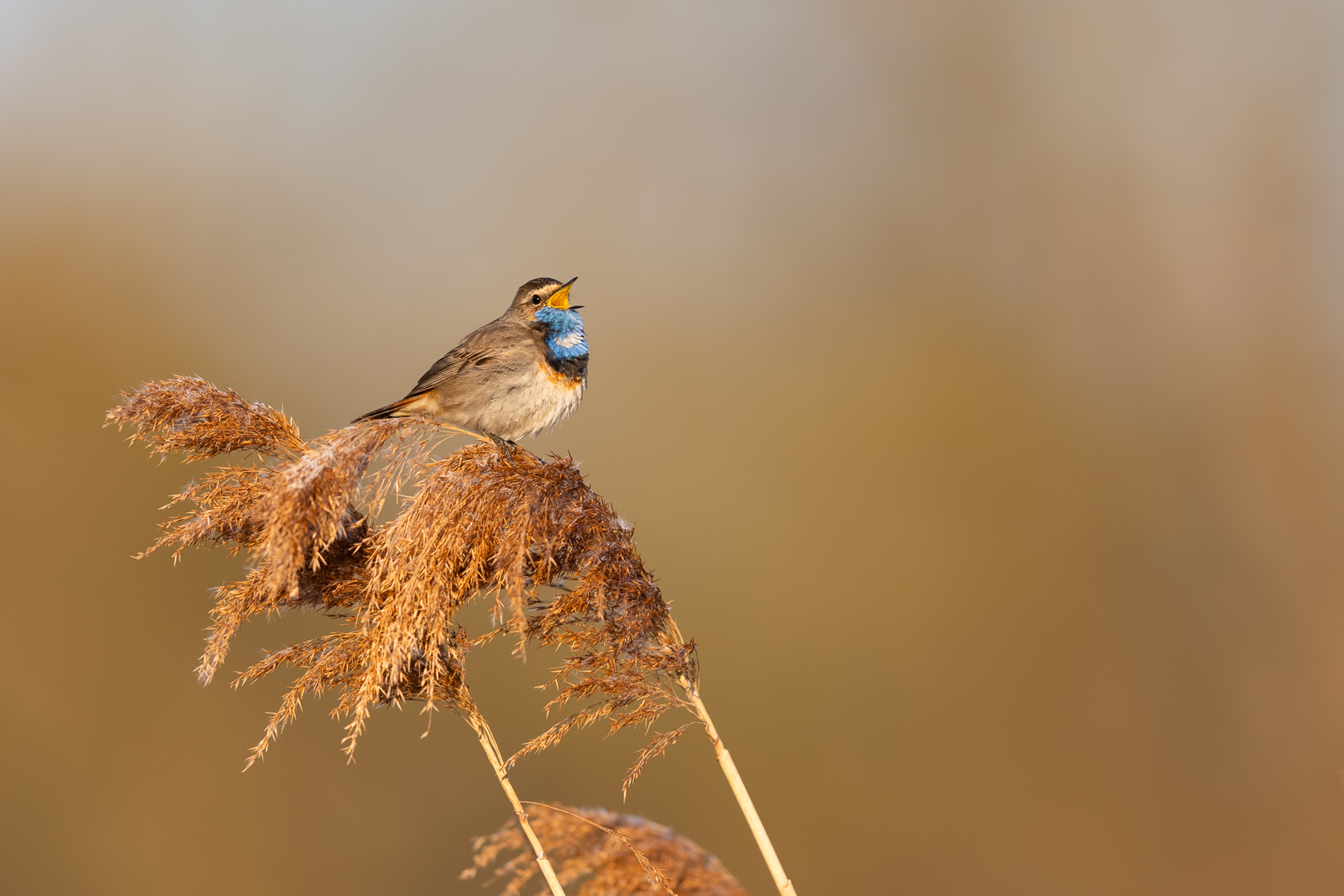 Ein Blaukehlchen...