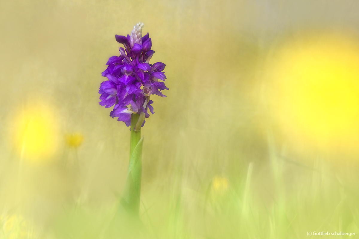 Orchis mascula