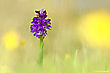 Orchis mascula