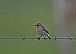 Schwarzkehlchen