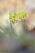 Schlüsselblumenaquarell