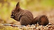 Eichhörnchen